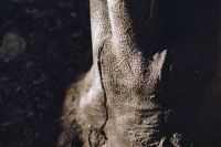 http://www.virguleflottante.com/files/gimgs/th-65_LesFourmis (36).jpg